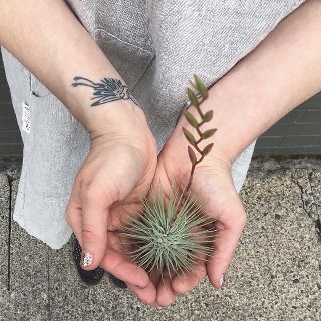 New tillandsia babies up for adoption! Check out the amazing bloom on this one!