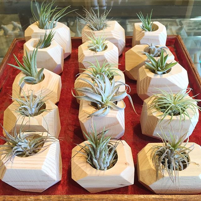 Back by popular demand, we just received a new batch of these sweet little geometric airplant holders.