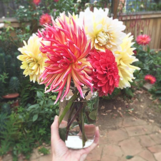 This morning's dahlia haul is pretty fantastic!!