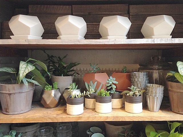Your plant friends are waiting for adoption! Find not only succulents, but all kinds of beautiful vines, snake plants, even carnivorous plants to catch those pesky fruit flies! Accompany with beautiful pottery. Here till 7, doors open at 11 tomorrow
