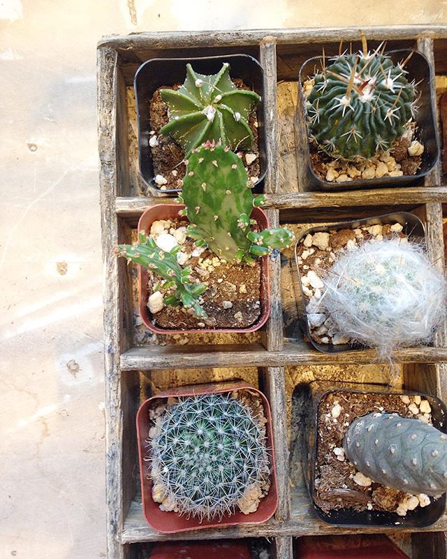 A small corner of our cacti collection. Not sure how to raise your spiky friend? Ask our shopgals for a care card!