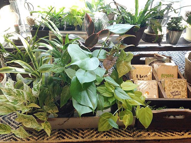 Come celebrate these blue skies by picking out your favorite plants to keep your space bright and fresh through till Spring!