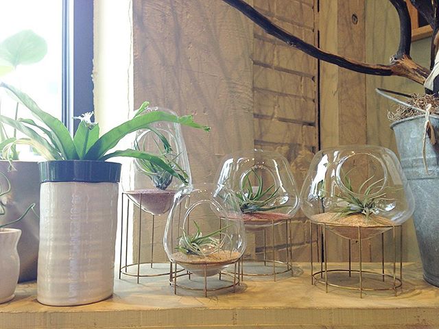 How cute are these air plant holders!!! These work perfectly on a night side table, or spruce up a shelf with some minimalist style & greenery.