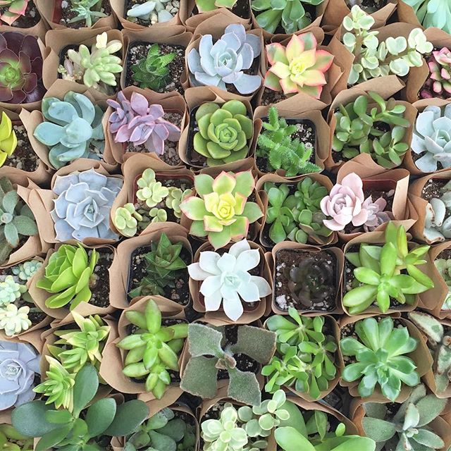 PLANT SALE!! All of our sweet little cactus and succulent minis are on sale this weekend!! Buy 3 get one free! So stop in and take home some new plant friends today!