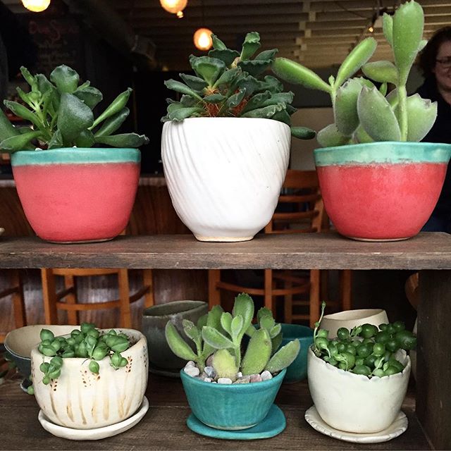 !!PLANT SALE!! We've extended our bonus, buy three get one free on all of our little 2" cactus & succulents, through the end of Wednesday, October 5th. Stop by and pick up some new plant friends!