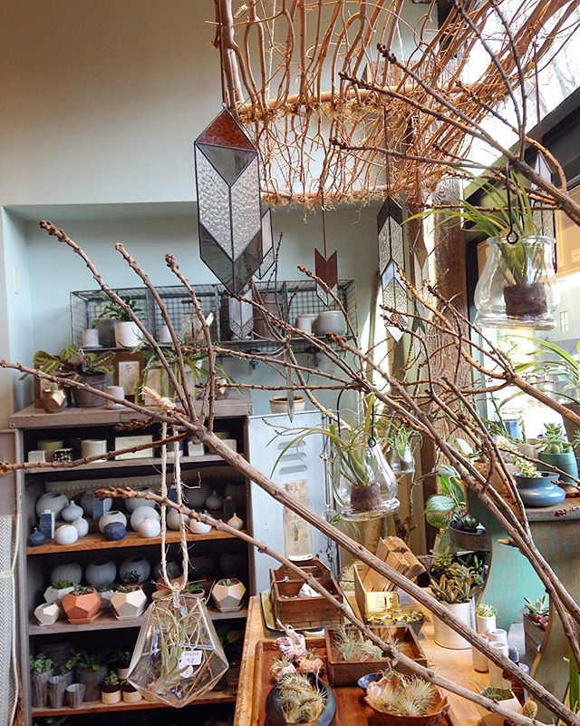 Good morning! Drop by the shop today between 11 and 6 to see all of our lovely new finds for the holidays! Or maybe pick up a plant or two for yourself .