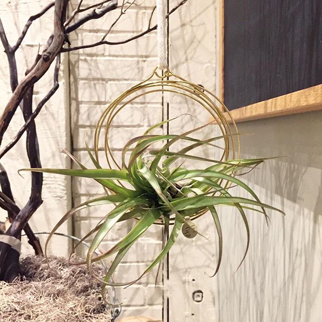Stop in today and see these beautiful brass airplant hangers. They come in two sizes and look so lovely hanging in the window!