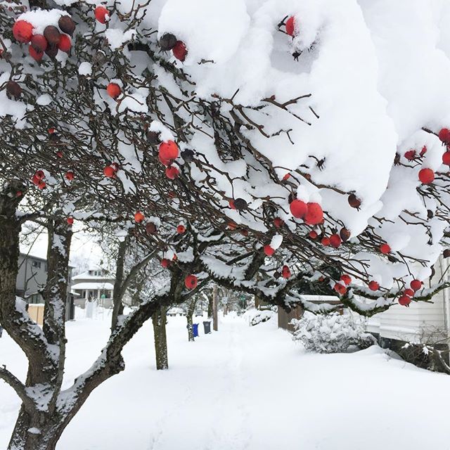 So many pretty snowy scenes today!