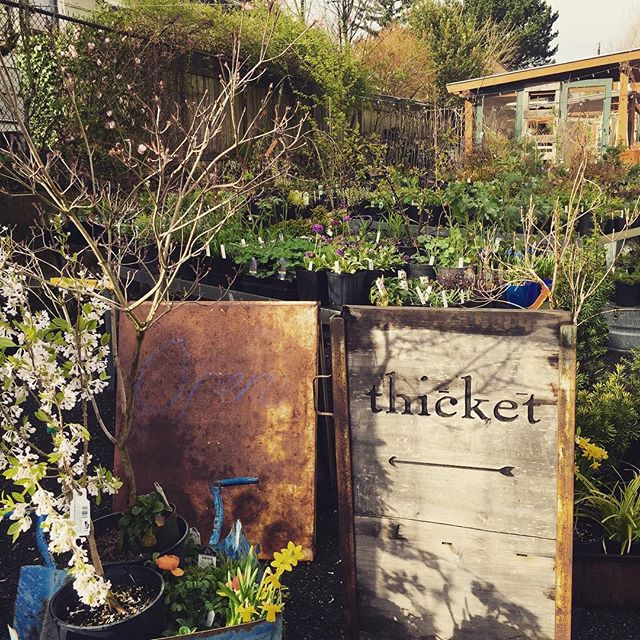 Happy Spring everyone!  This sweet scene from our favorite little nursery in Portland @thicketpdx They have all of the most beautiful things for your garden!