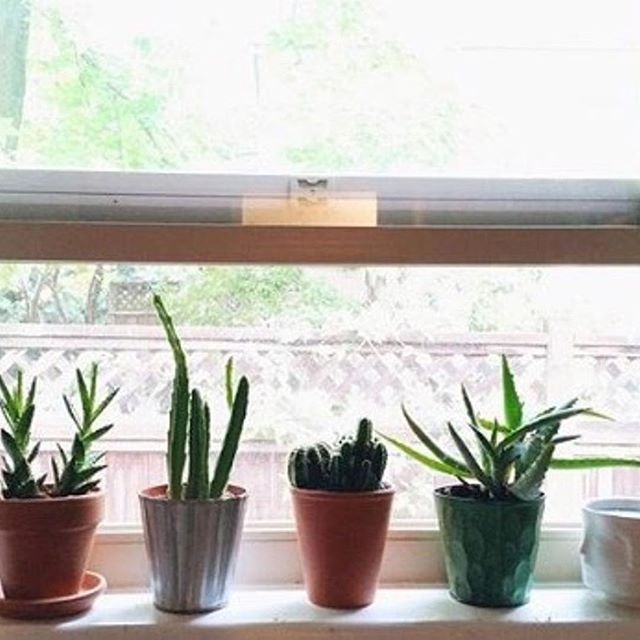 Nothing says "Hello Spring!" like open windows and new plant friends! Stop by the shop today and pick out a few of your own! We're open 11-5 today! ⠀
⠀
: @miastier