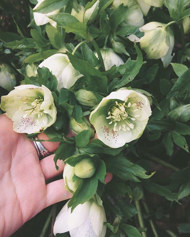 All signs point to Spring!  Finally!! Love these sweet white hellebores speckled with pink.