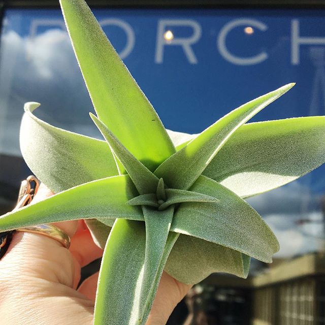 Hello Tillandsia Streptophylla! We've got airplants big and small, perfect for livening up your space for Spring!