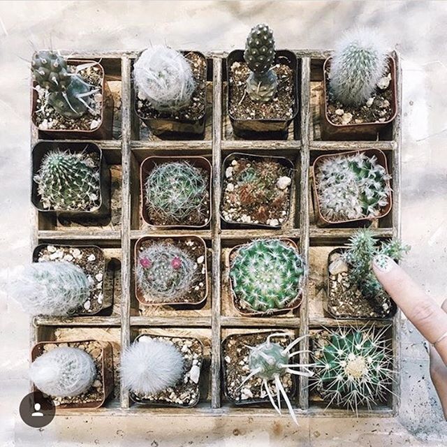We've got loads of these little spiky friends ready for you to take home. Come (carefully!) pick out a couple today! ⠀
⠀
: @justgowithit