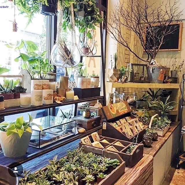 Our plant friends are loving all of this sunshine! ⠀
⠀
photo by @a_tallglassoffashion⠀
.⠀
.⠀
.⠀
.⠀
.⠀
.⠀