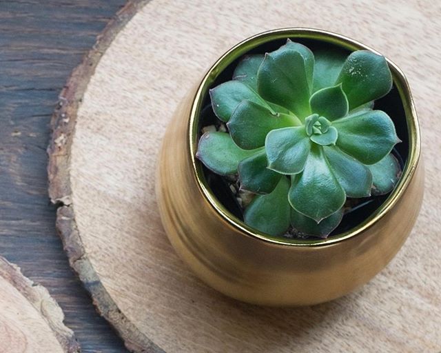 We're all stocked up on our little succulents and planters today in case your desk needs a sweet new friend.