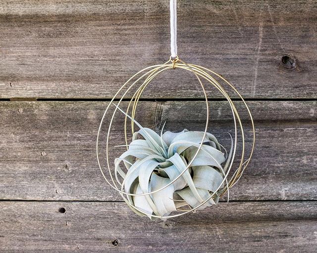 Our brass airplant hangers are back in stock in all three sizes; large, medium and itty bitty.