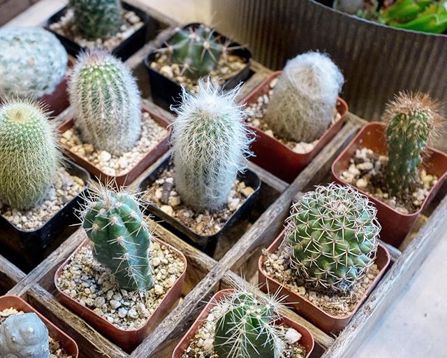 Our little desert friends are thriving over here! We've got lots of cactus at the shop, fresh for the picking!