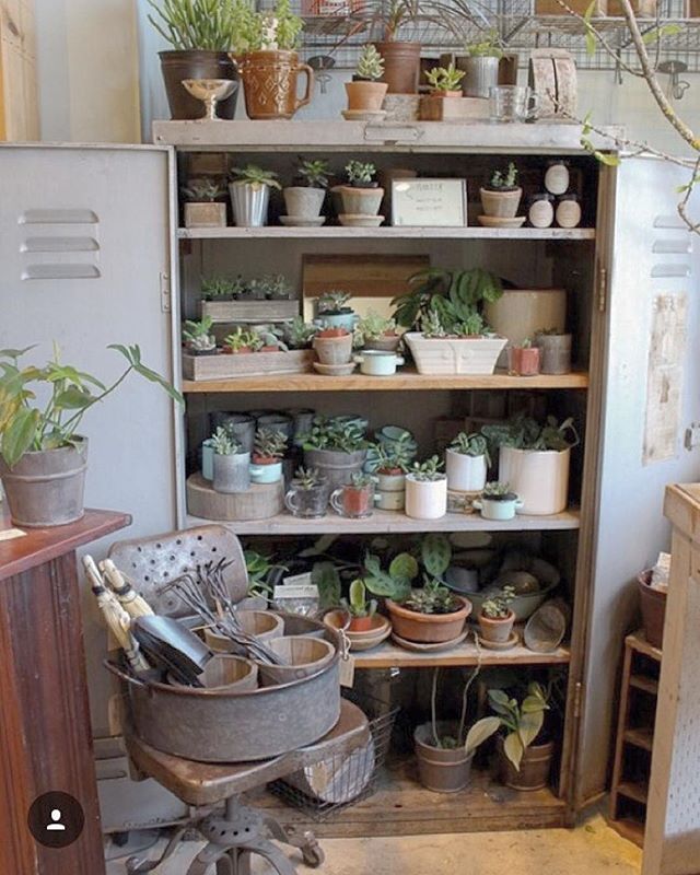 Your favorite plant cabinet is all spruced up and well stocked for the weekend.  Stop by and pick up a new green friend or two.⠀
photo by @honeykennedy⠀
.⠀
.⠀
.⠀
.⠀
.⠀
.⠀
honeykennedy