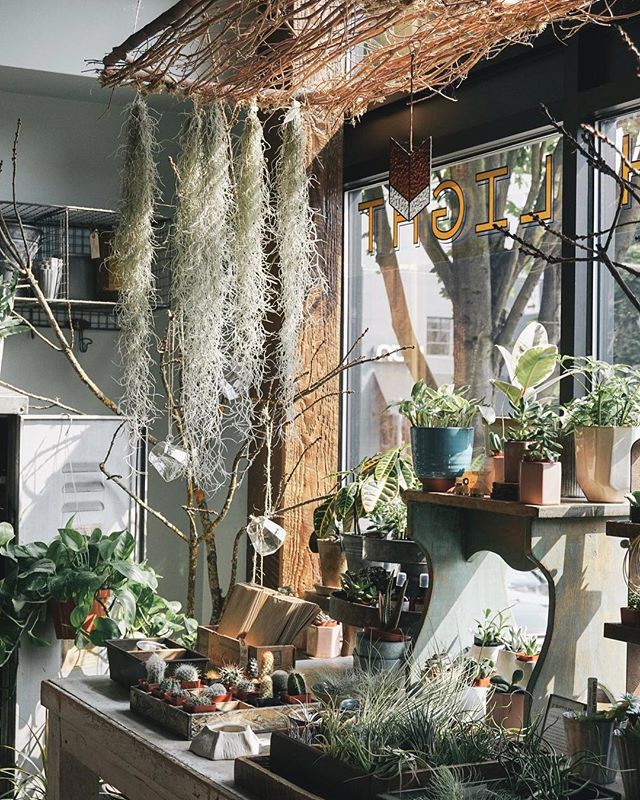 This corner of the shop looks even more magical with the spanish moss airplant ⠀
.⠀
.⠀
.⠀
.⠀
.⠀
.⠀