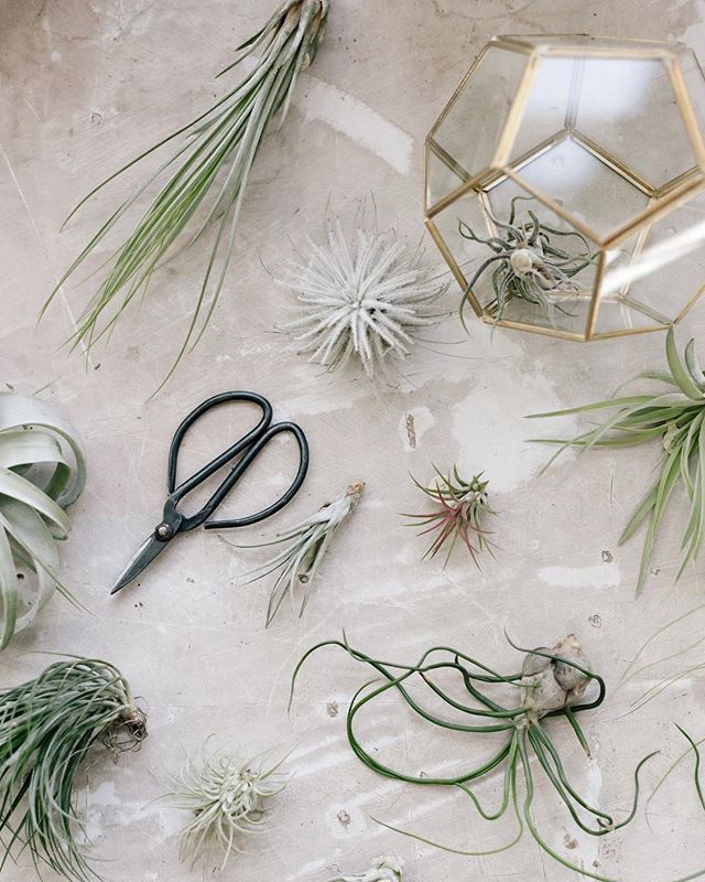 We've got loads of great air plants to choose from.  A shop favorite is the fuzzy, white tectorum Ecuador, affectionately know as Snowball.