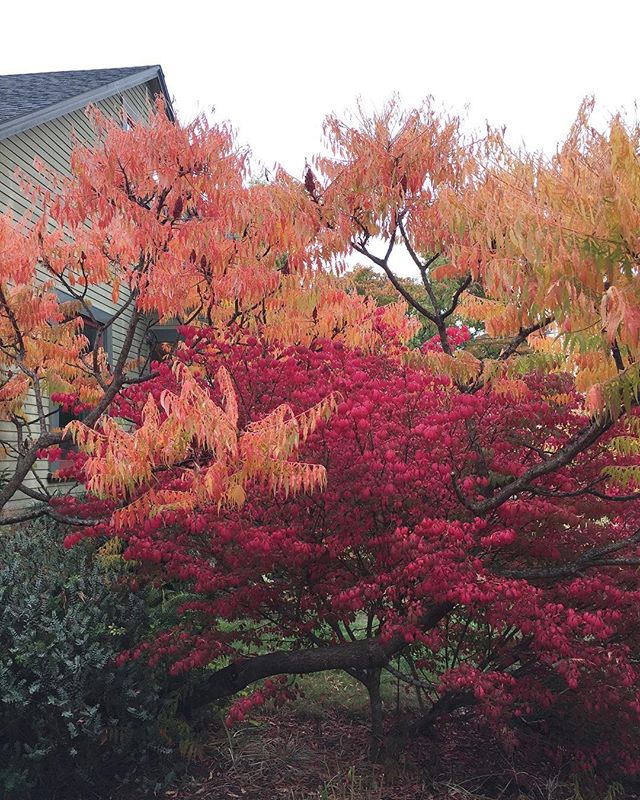 A pretty pop of color to brighten this gloomy day.  Thank you autumn!