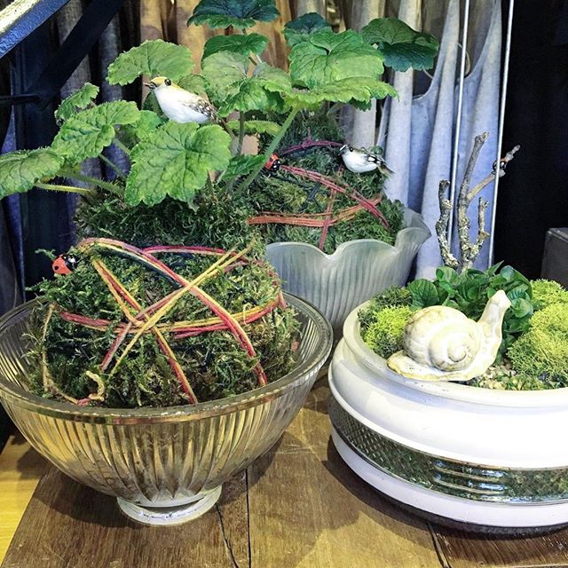 Sweet kokedama and native plant centerpieces by @mypoppyandfinch here @porchlightpdx all week long.