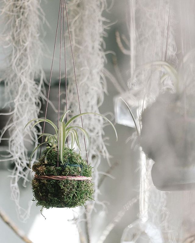 Pretty morning light and sweet hanging kokedama by @mypoppyandfinch .