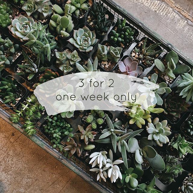 This is happening! One week only: buy two 2” succulents or cactuses and third one is on us