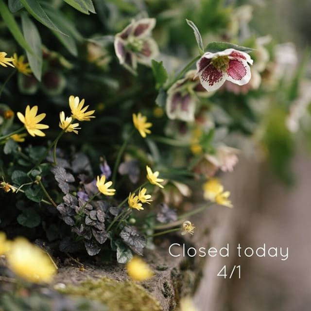 We are closed today, Sunday 4/1.
So many pretty plants blooming out there today!  If you have a little extra time this weekend get out and take a walk around your neighborhood