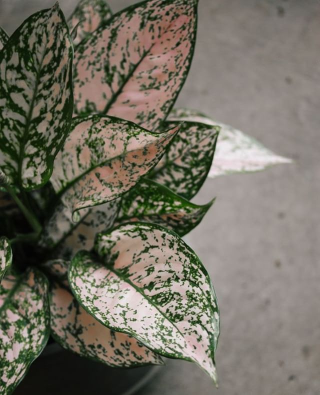 Aglaonema is one of the easiest houseplants to grow. This beauty features dark green leaves heavily variegated in pale pink. Able to tolerate just about every indoor condition, from low light to high, Aglaonema is also wonderfully tolerant when it comes to your watering schedule ;)