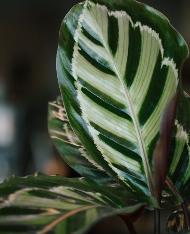 Calathea's beautiful leaves can be a main accent piece of your living space. We have a few of them in the shop now. Come stop by to pick your new plant baby.