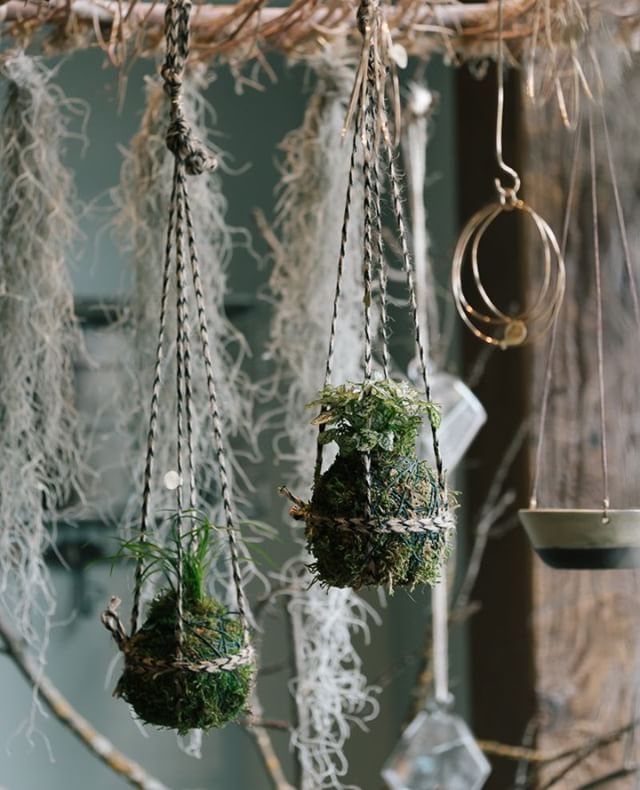 Sweet native plant kokedama by local designer Poppy and Finch.  Visit her open studio this Thursday to see more of her beautiful creations.  Details @mypoppyandfinch .