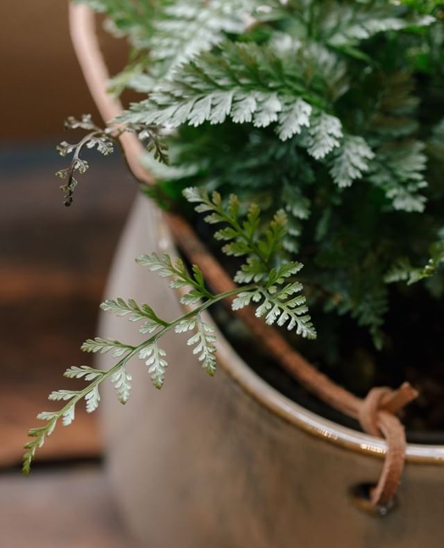We think that ferns add some forest magic to your home