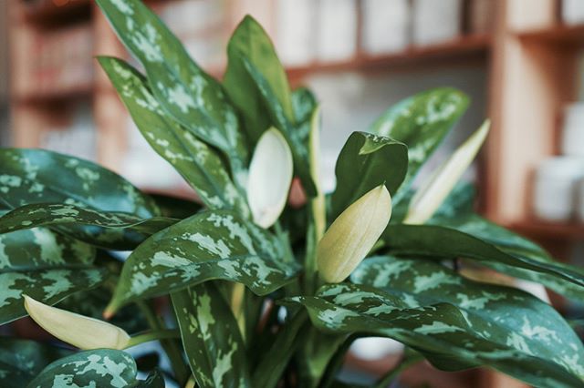 Happy Saturday! Our Chinese Evergreen is looking good  Do you know that this gem of a plant is one of the most popular houseplants due to its ease of care? It can tolerate poor light, dry air and drought.