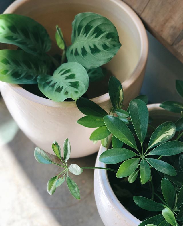 Looking for a new way to fill that empty corner in your life?  How about a beautiful houseplant?  We have loads of them right now and plenty of perfect pots to go with them.