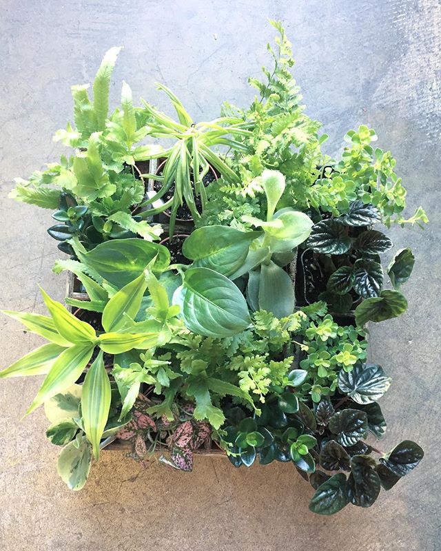 So many sweet little terrarium plants in the shop today.