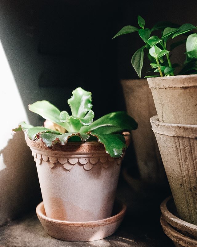 Have you seen our new terracotta planters? Made in Italy these beauties come with a saucer and have drainage holes. .
.
.
.
.
.