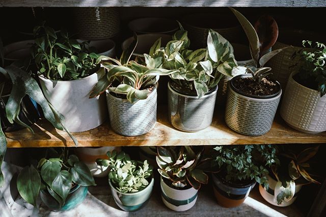 Our plant locker is fully stocked with cute pots! . . . . . .
