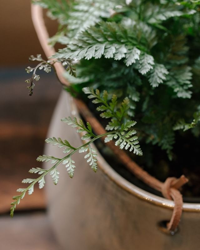 It’s that time of year when you start cultivating your indoor garden. Cozy up your house and clean the air with some new houseplants!