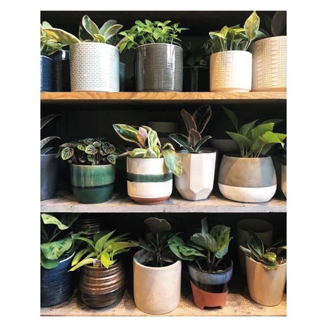 Love this sweet shot of our pot cabinet from @paperhouse !