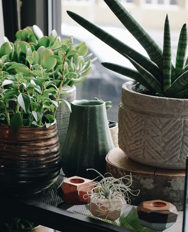 Never enough of plants and pots